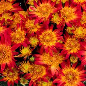 2 LIVE PLANTs HARDY MUMS AUTUMN SUNSET 4" Growing Pot Ships NO POT…